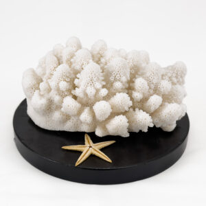 Acropora Finger Coral
