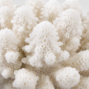 Acropora Finger Coral