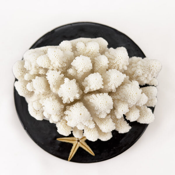 Acropora Finger Coral