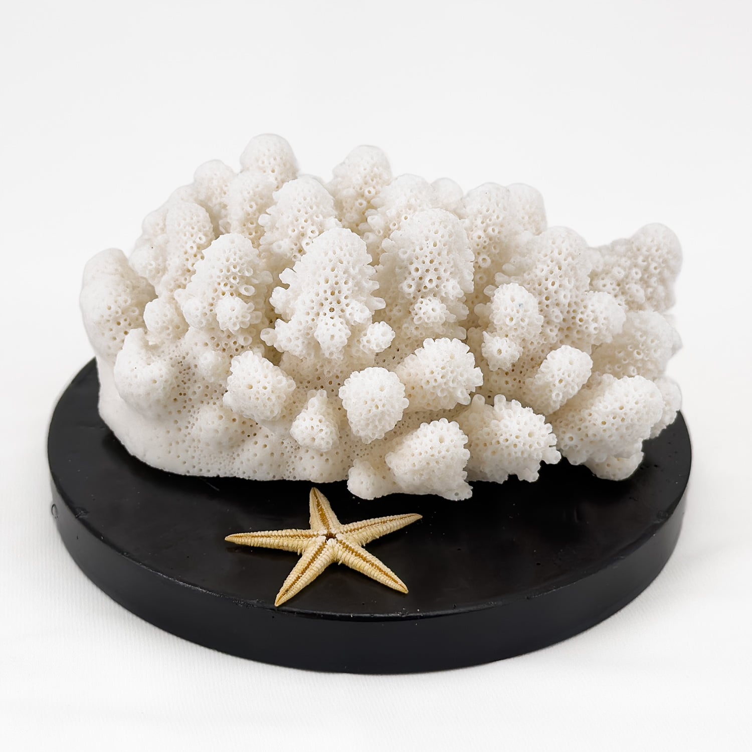 Acropora Finger Coral