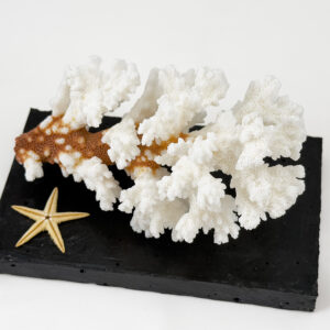 Pocillopora Damicornis Coral