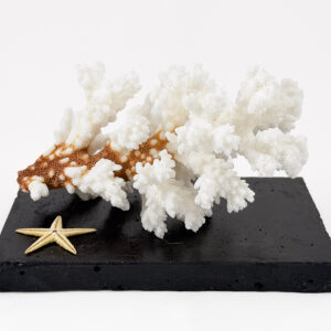 Pocillopora Damicornis Coral