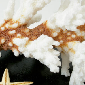 Pocillopora Damicornis Coral