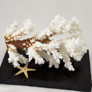 Pocillopora Damicornis Coral