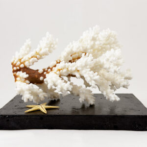 Pocillopora Damicornis Coral