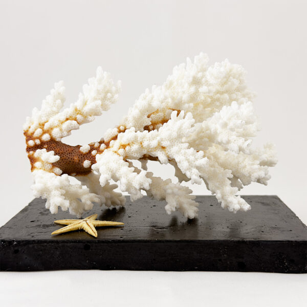 Pocillopora Damicornis Coral