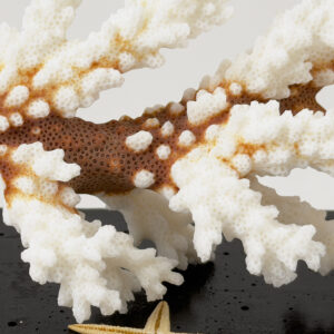 Pocillopora Damicornis Coral