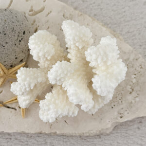 Pocillopora Verucosa Coral