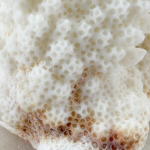 Pocillopora Verucosa Coral