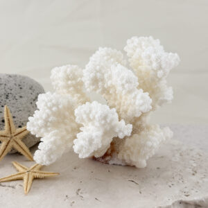 Pocillopora Verucosa Coral