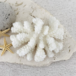 Pocillopora Verucosa Coral