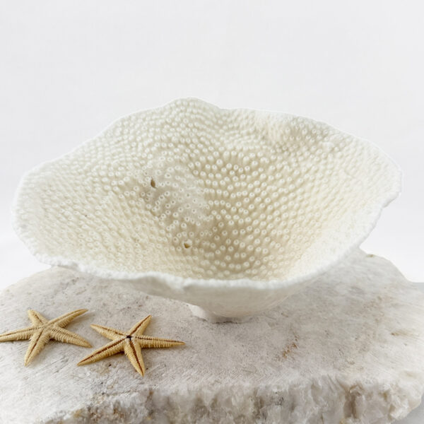 Turbinaria Coral