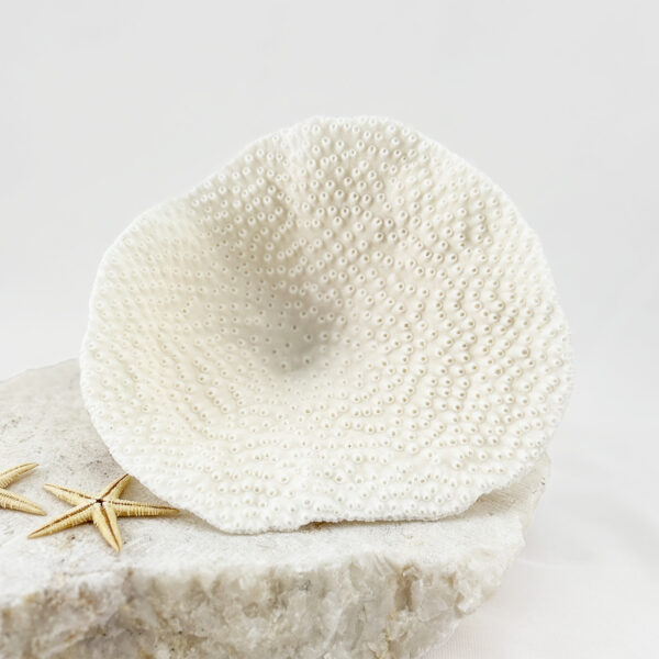 Turbinaria Coral