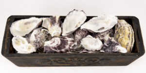 Bulk Mix Oyster Shells
