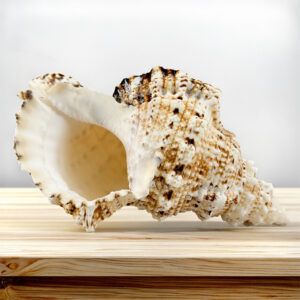 Bursa Bubo frog shell