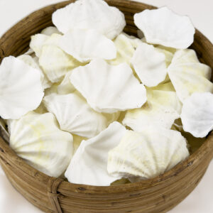 Clam Tridacna small white and lemon shells