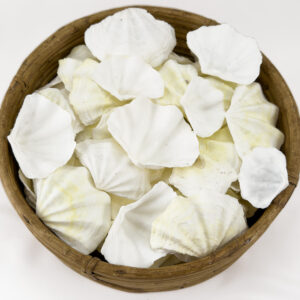 Clam Tridacna small white and lemon shells