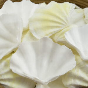 Clam Tridacna small white and lemon shells