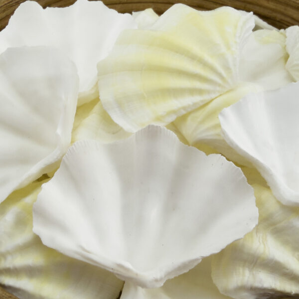 Clam Tridacna small white and lemon shells
