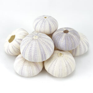 Pale Lilac Sea Urchins