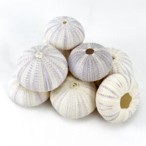Pale Lilac Sea Urchins