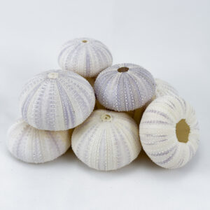 Pale Lilac Sea Urchins