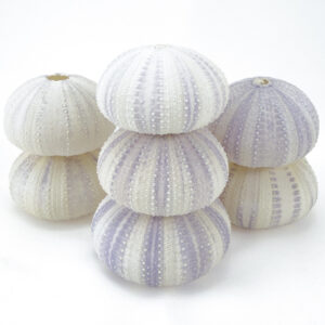 Pale Lilac Sea Urchins