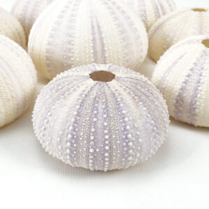 Pale Lilac Sea Urchins