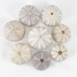 Pale Lilac Sea Urchins