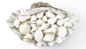 Mixed White Shells bulk