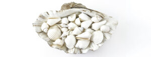 Mixed White Shells bulk