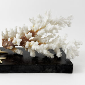 Damicornis Coral