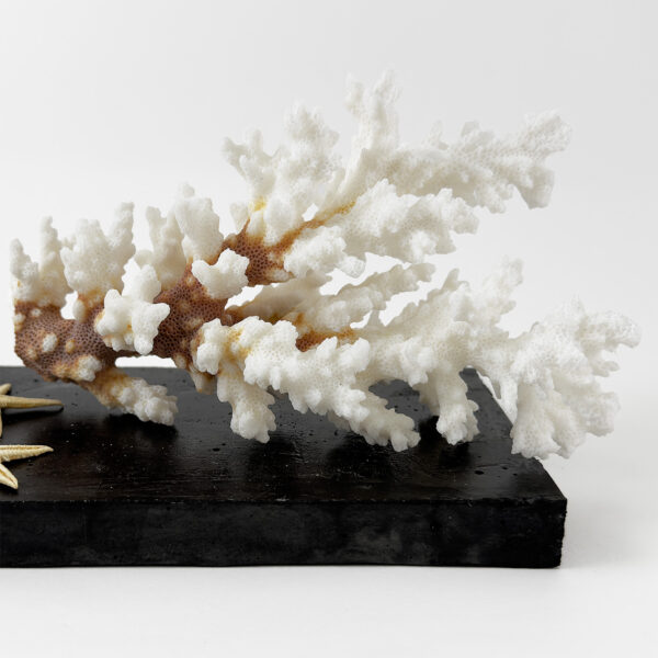 Damicornis Coral