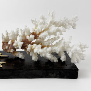 Damicornis Coral