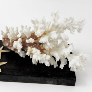 Damicornis Coral