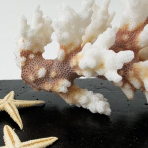 Damicornis Coral