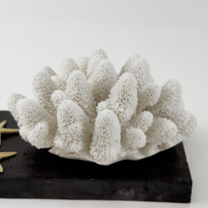 Finger Coral