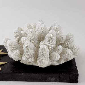 Finger Coral