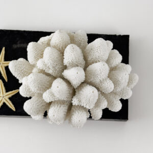 Finger Coral