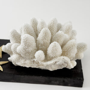 Finger Coral