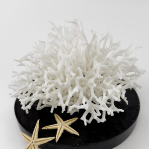 Seriatopora coral