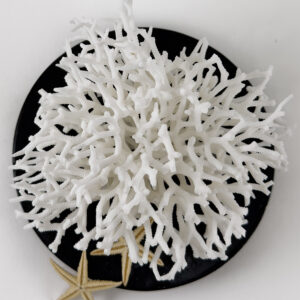 Seriatopora coral