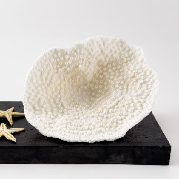 Turbinaria Coral