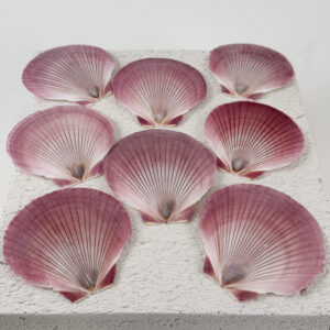 Pink Amusium shell - Sun and Moon scallop