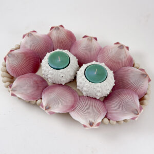 Pink Amusium shell - Sun and Moon scallop