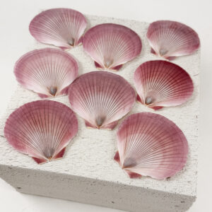 Pink Amusium shell - Sun and Moon scallop