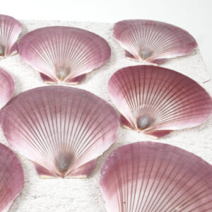 Pink Amusium shell - Sun and Moon scallop