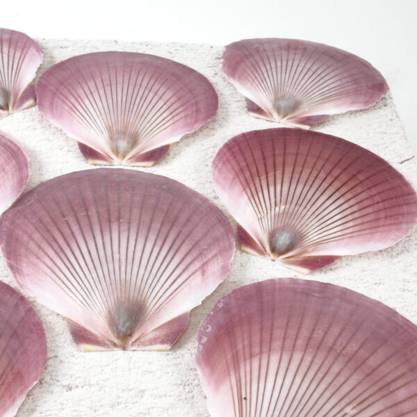 Pink Amusium shell - Sun and Moon scallop