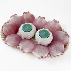 Pink Amusium shell - Sun and Moon scallop