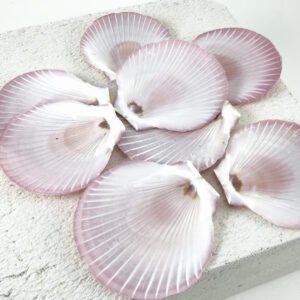 Pink Amusium shell - Sun and Moon scallop